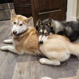 Siberian Husky All Grown Up from The Husky Barn