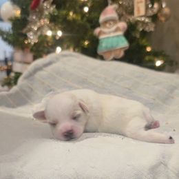 Green Collar Male - White male Miniature Schnauzer puppy in Sacramento, California from Hardcastle Family Schnauzer’s