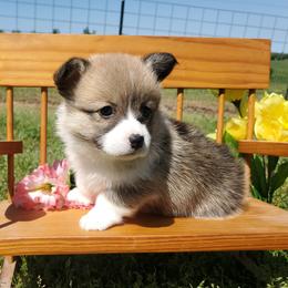 Girl 3 - Sable female Pembroke Welsh Corgi puppy in Centre, Alabama from Walker's AKC Corgis