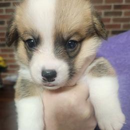 Black Thumb's All In - Sable male Pembroke Welsh Corgi puppy in Easley, South Carolina from Rachael Singletary