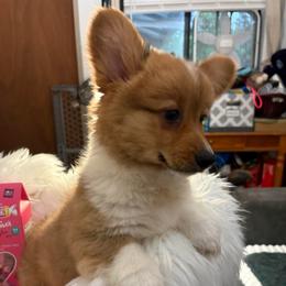 Full Fluff Girl 3 - Red female Pembroke Welsh Corgi puppy in Mountain View, Hawaii from Celtic Corgis