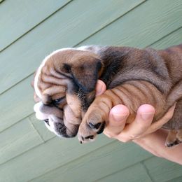 English Bulldog and French Bulldog Puppies from Bullwrinklz