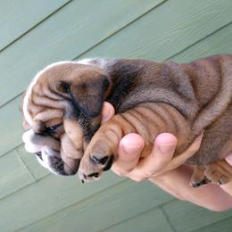 English Bulldog and French Bulldog Puppies from Bullwrinklz