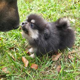 Black n tan pup 6 Beauty - Black and tan female Pomeranian puppy in Carrollton, Georgia from B AND R'S POMERANIAN'S
