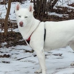 Siberian Huskies from Jessica's Huskies