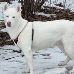 Siberian Huskies from Jessica's Huskies
