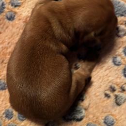 Dachshund Puppies from Witchy Woman’s Wiener’s