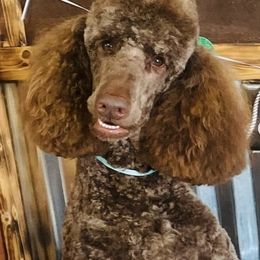 Charlie - Poodle