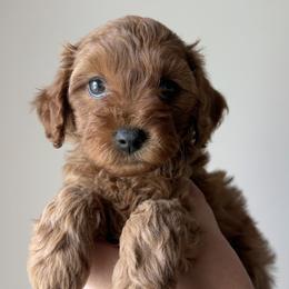 Liberty - Red female Cavapoo puppy in Greenville, South Carolina from Reedy River Doodles