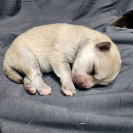 Girl 2 (name TBD) - Silver and white female Pomsky puppy in Southern California, California from SoCal Pomskies LLC