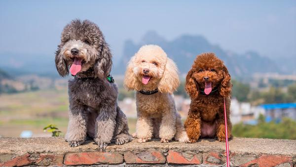 Find Poodle puppies for sale near Pekin, IL