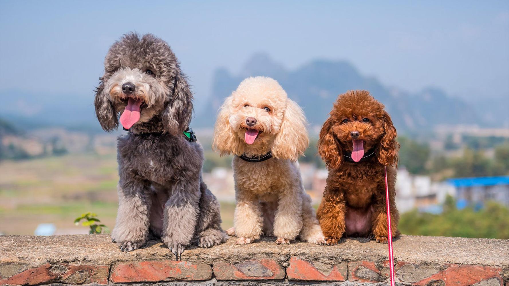 25 Cute Poodle Puppies For In