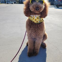 Goldendoodle Puppies from Labradoodleday