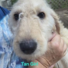 Little girl - Light golden female Double Doodle puppy in Kalamazoo, Michigan from Doodles of Sherwood Forest