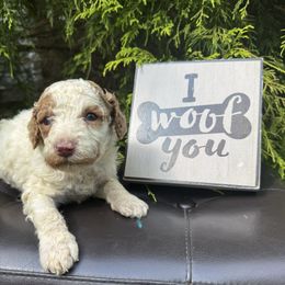 Allie - Red female Labradoodle puppy in English, Indiana from Doodle Darlings