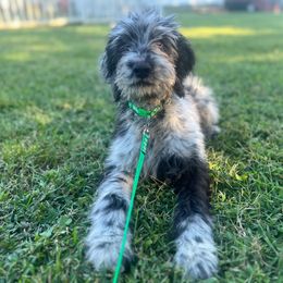 Moonstone - Merle Goldendoodle puppy in Charlotte, North Carolina from Ben and Jerry Doodles