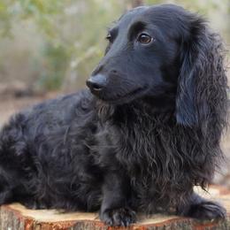 Cash - Dachshund