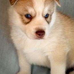 Flint - Red and white male Siberian Husky puppy in Grant City, Missouri from Timberline Paws