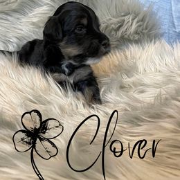 Bernedoodle and Poodle Puppies from Salty Standards