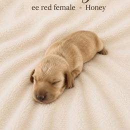 Honey - Red female Dachshund puppy in Indiantown, Florida from Turquoise River Minature Dachshunds