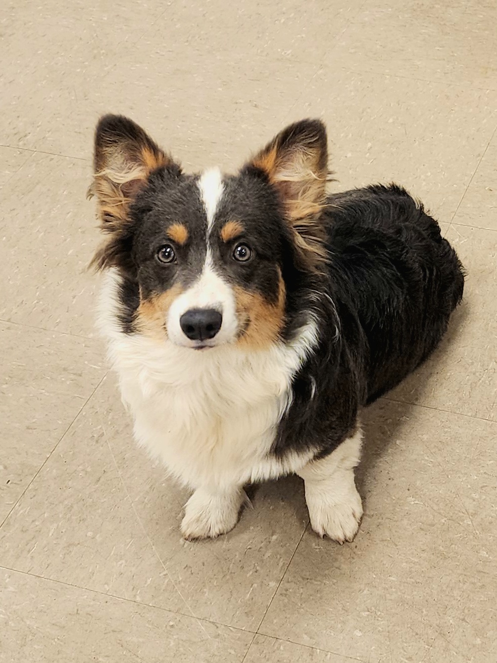 American Corgis and Pembroke Welsh Corgis from Barnes Corgis
