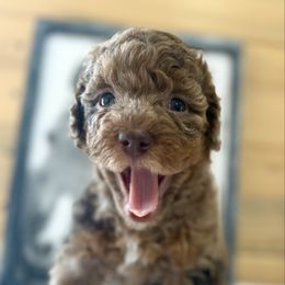Miranda - Red merle female Aussiedoodle puppy in Arizona from Coats of Many Colors LLC