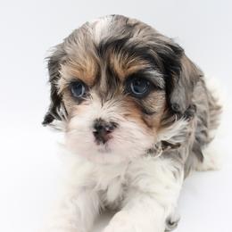 Cavalier King Charles Spaniel, Cavapoo, Havanese, and Havapoo Puppies from Grayfinn House