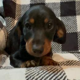 Dachshund Puppies from Dachshund Puppies