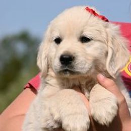 Golden Retriever Puppies from Smokey Mountain English Goldens