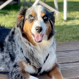 Assorted Doodle Crosses, Australian Shepherds, and Double Doodles from Dry Canyon Pups
