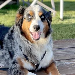Assorted Doodle Crosses, Australian Shepherds, and Double Doodles from Dry Canyon Pups