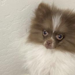 Pomeranians from Tinker