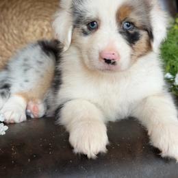 Fancie-has tail-many videos - Blue merle female Australian Shepherd puppy in Troy, South Carolina from Australian Shepherds of 3/W Farms