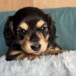 Morgana -AKC 3500 - Black and cream female Dachshund puppy in Krum, Texas from Tired Chef Dachshunds