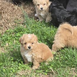 Rosie - Champagne female Maltipoo puppy in Boston, Kentucky from MountCarmelPuppies