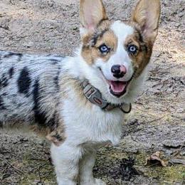 American Corgis and Pembroke Welsh Corgis from Case Of Blues Corgis