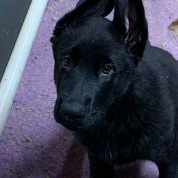 German Shepherd Puppies from Haus Heckfeuer