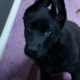 German Shepherd Puppies from Haus Heckfeuer