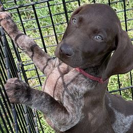 Wynonna - German Shorthaired Pointer puppy in Lakeland, Florida from Walker’s German Shorthaired Pointers