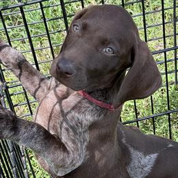 Wynonna - German Shorthaired Pointer puppy in Lakeland, Florida from Walker’s German Shorthaired Pointers