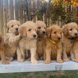 Goldendoodles from GoldenAngels