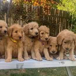 Goldendoodles from GoldenAngels