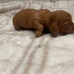 Milo - Red male Dachshund puppy in Gainesville, Georgia from Emory Farms