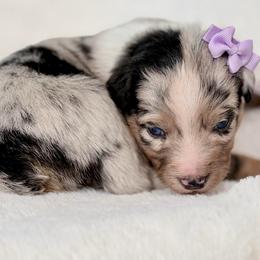 Purple collar - Blue merle female Aussiedoodle puppy in 32046, Florida from River Hill Ranch