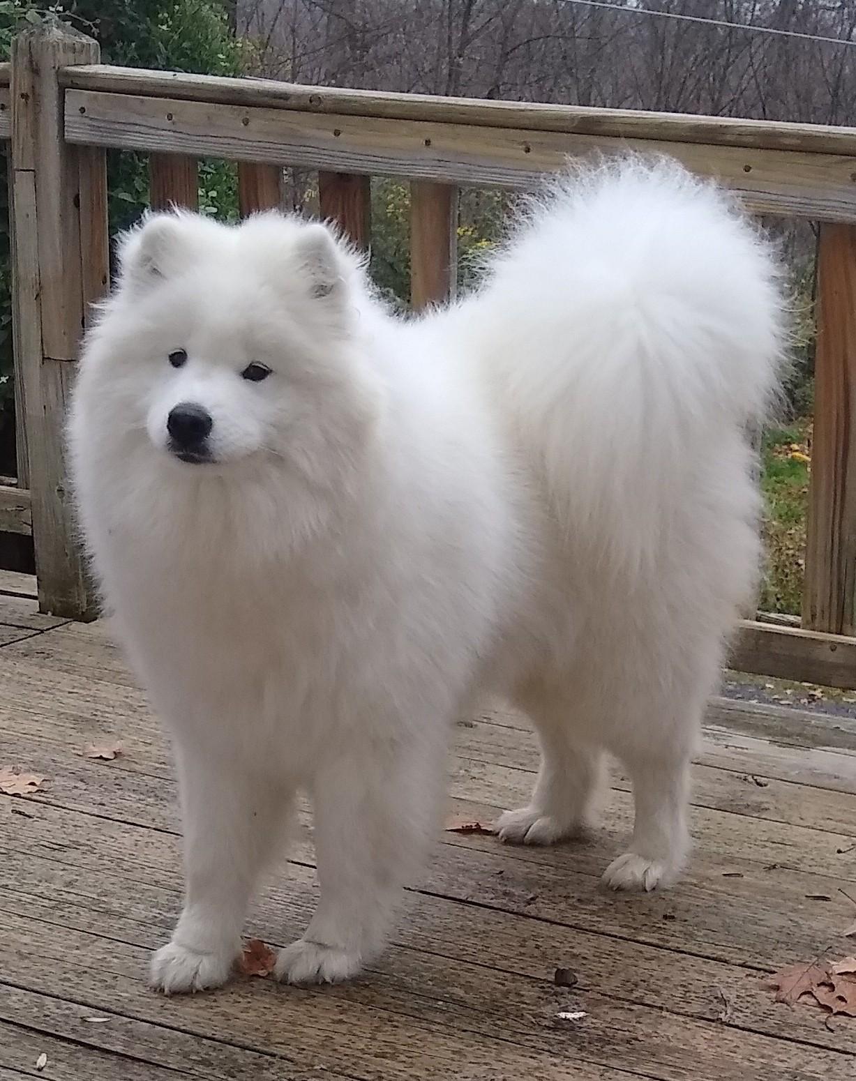 Kaya