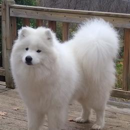 Kaya - Samoyed