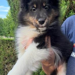 Rose - Black white and tan female Shetland Sheepdog puppy in Oakley, California from SquiresShelties