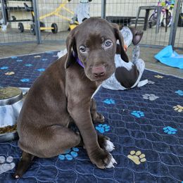 German Shorthaired Pointers from Bear Creek Pointers