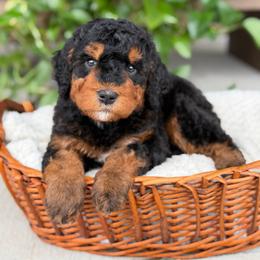 Bourbon - Phantom male Bernedoodle puppy in Pittsburgh, Pennsylvania from WestPenn Doodles LLC