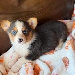 Scarlett - Liver and white female American Corgi puppy in Graham, Texas from Wild West Corgis